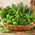 Plantes aromatiques & herbes fraîches